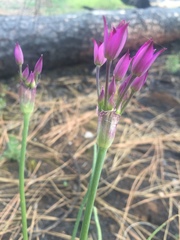Allium peninsulare
