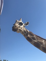 Giraffidae