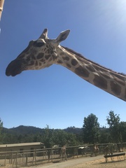 Giraffidae