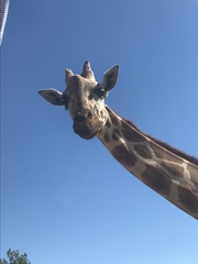Giraffidae