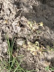 Ceratocephala pungens