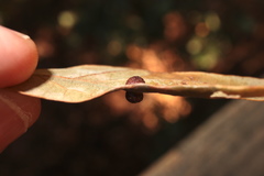 Polystepha symmetrica