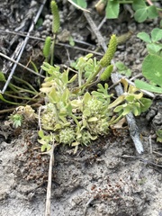 Ceratocephala pungens