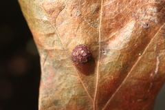 Polystepha symmetrica