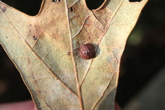 Polystepha symmetrica