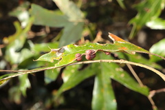 Polystepha symmetrica