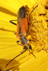 Chauliognathus limbicollis