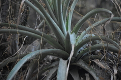 Puya ferruginea