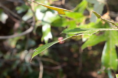 Polystepha symmetrica