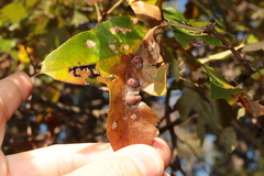 Polystepha symmetrica