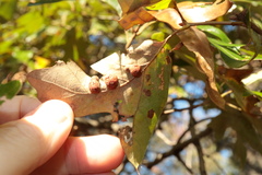 Polystepha symmetrica