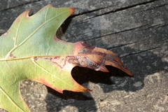 Acrocercops albinatella