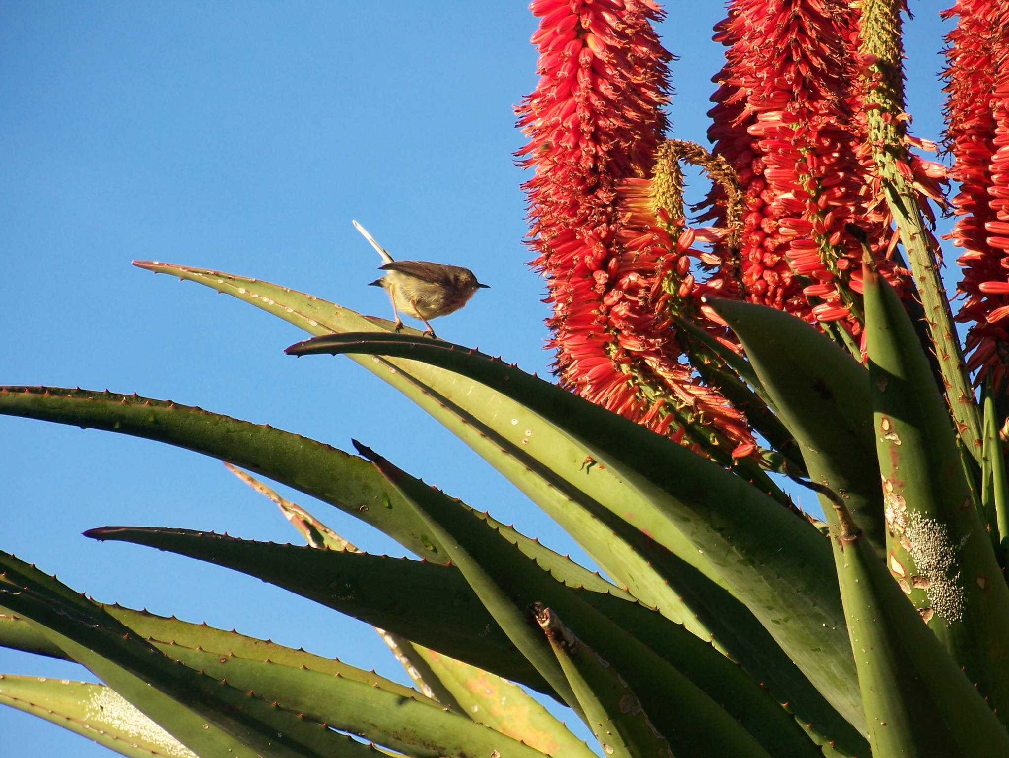 Karoo Prinia (Prinia maculosa)