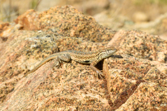Uta stansburiana stansburiana