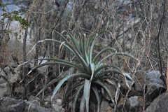 Puya ferruginea