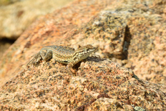 Uta stansburiana stansburiana