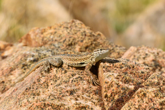 Uta stansburiana stansburiana
