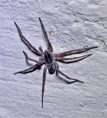 Pavocosa