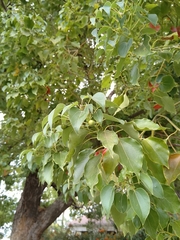 Cinnamomum camphora