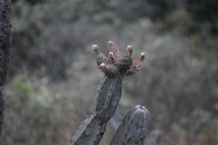 Armatocereus matucanensis