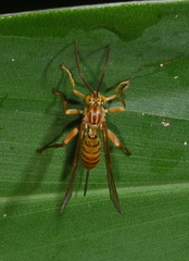 Theronia