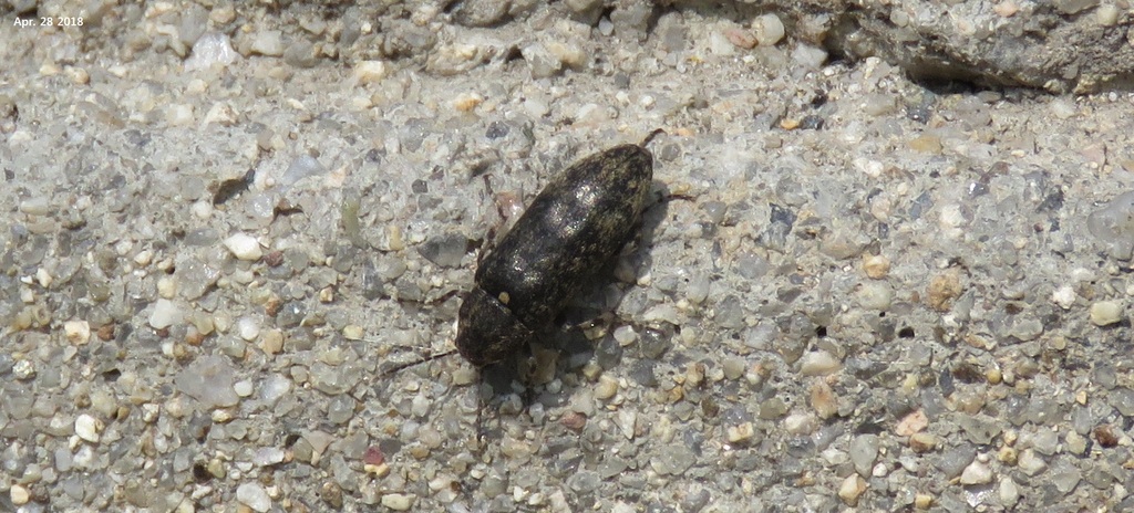 Stenotrachelinae