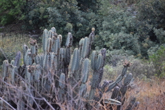 Armatocereus matucanensis