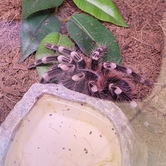 Acanthoscurria geniculata