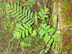 Angiospermae