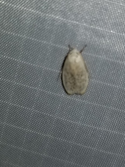 Durrantia piperatella