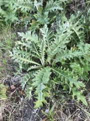 Cirsium andrewsii