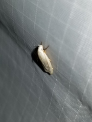 Durrantia piperatella