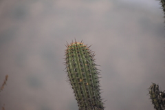 Haageocereus acranthus