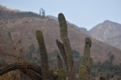 Haageocereus acranthus