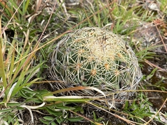 Coryphantha pseudoradians