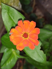 Angiospermae