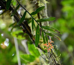 Epidendrum spathatum