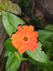 Angiospermae