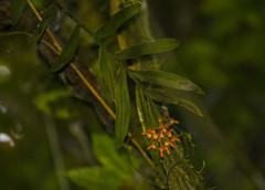 Epidendrum spathatum