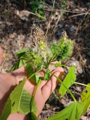 Acalypha polystachya