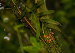 Epidendrum spathatum