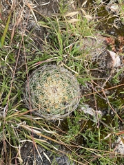 Coryphantha pseudoradians