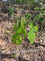 Acalypha polystachya