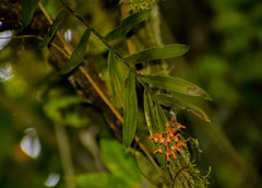 Epidendrum spathatum