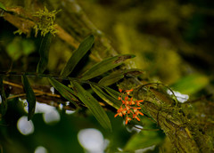 Epidendrum spathatum