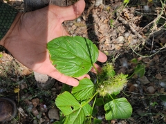 Acalypha polystachya