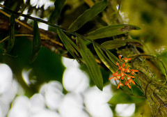Epidendrum spathatum