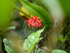Epidendrum cochlidium