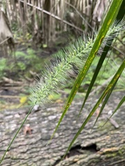 Setaria macrosperma