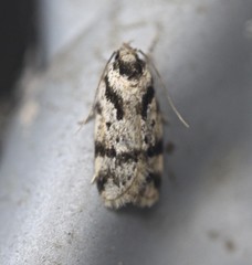 Barea basigramma